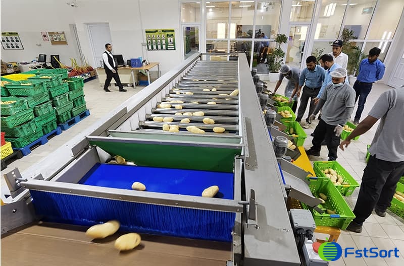 potato sorting grading line.jpg potato sorting grading line.jpg